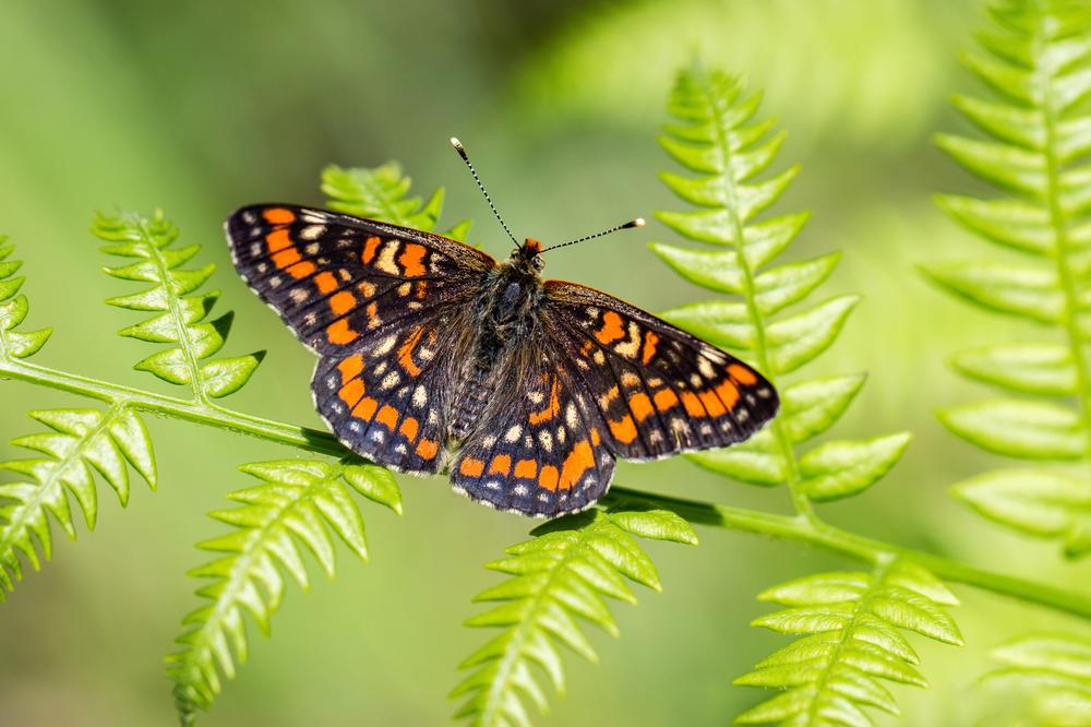 Papillons au jardin 4 choses à savoir sur ces insectes — free download