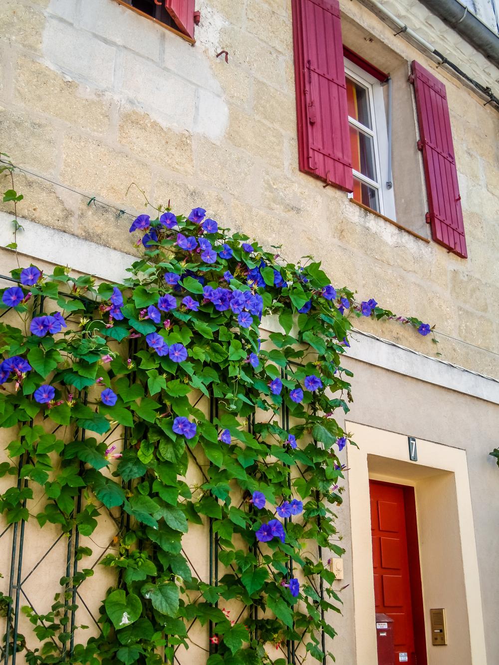 Quelle Plante Grimpante Pour Habiller Ma Fa Ade