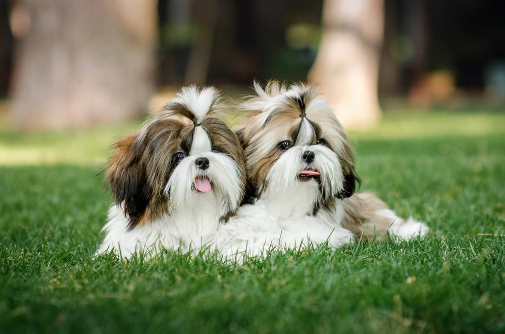 Chien : découvrez 12 races de petite taille