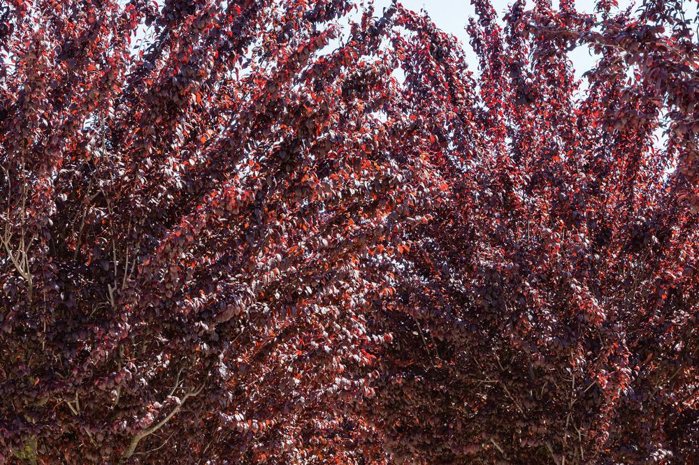 7 arbres et arbustes aux feuilles rouges
