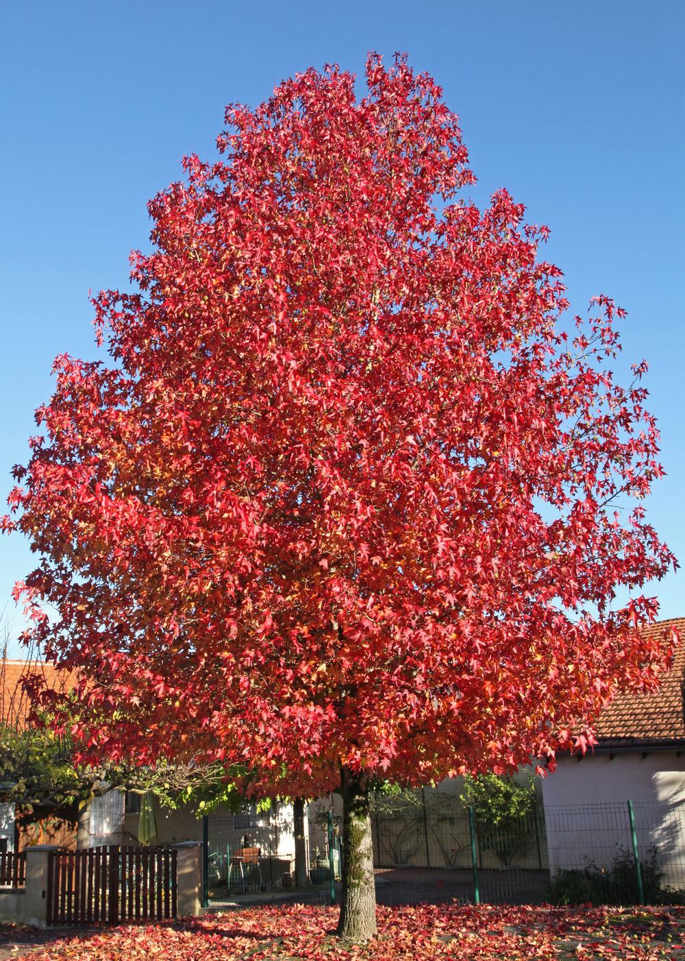 7 arbres et arbustes aux feuilles rouges