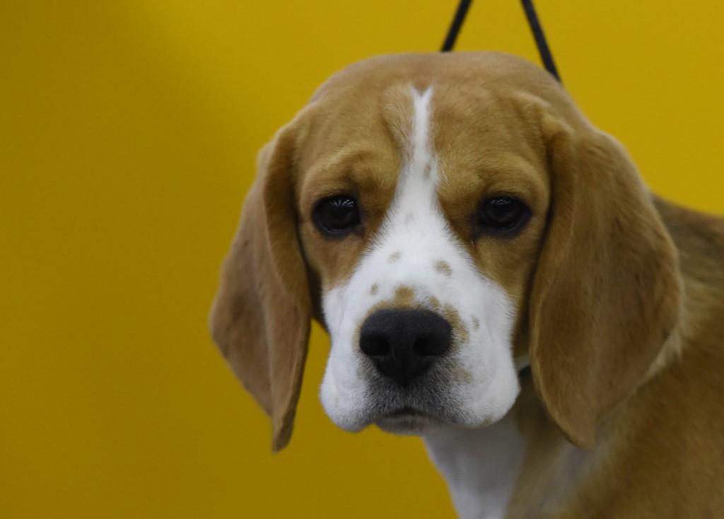Paris : un chiot de 8 mois battu � mort par son ma�tre