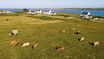 The Rebirth of Ouessant, the tiny French Island That Refuses to Die