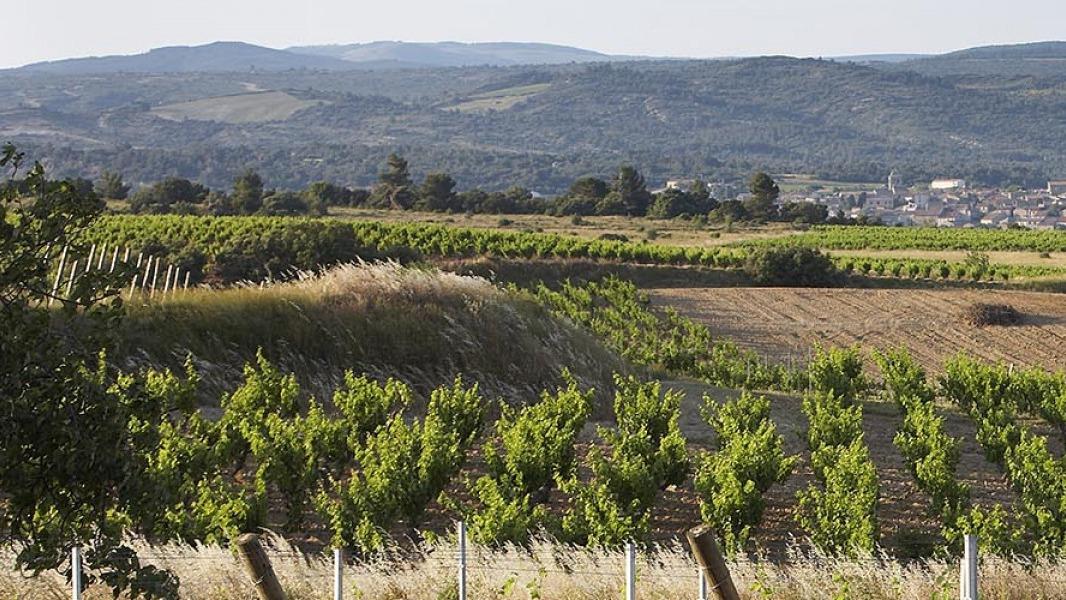 Au domaine de L’Ostal, le vin des Bordelais exilés dans le Languedoc