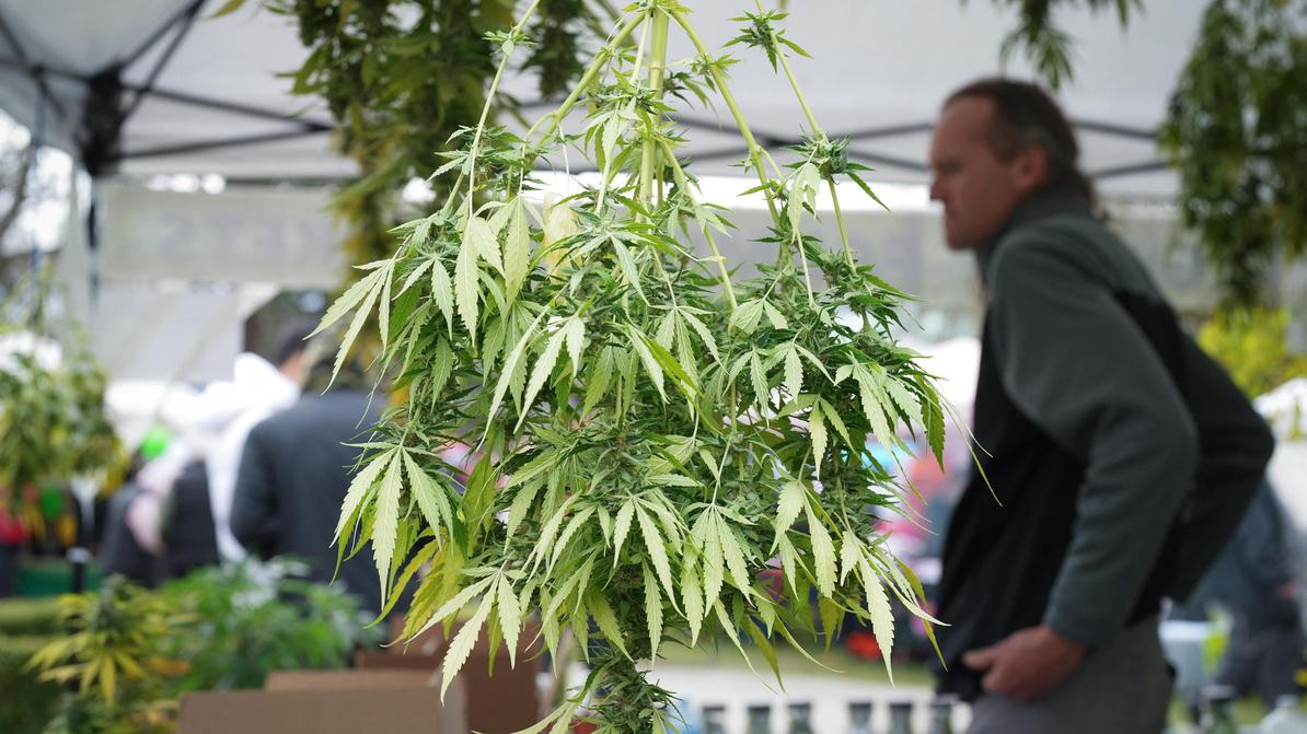 Lors d'un 420 (événement consacré au cannabis), à Vancouver, en avril.