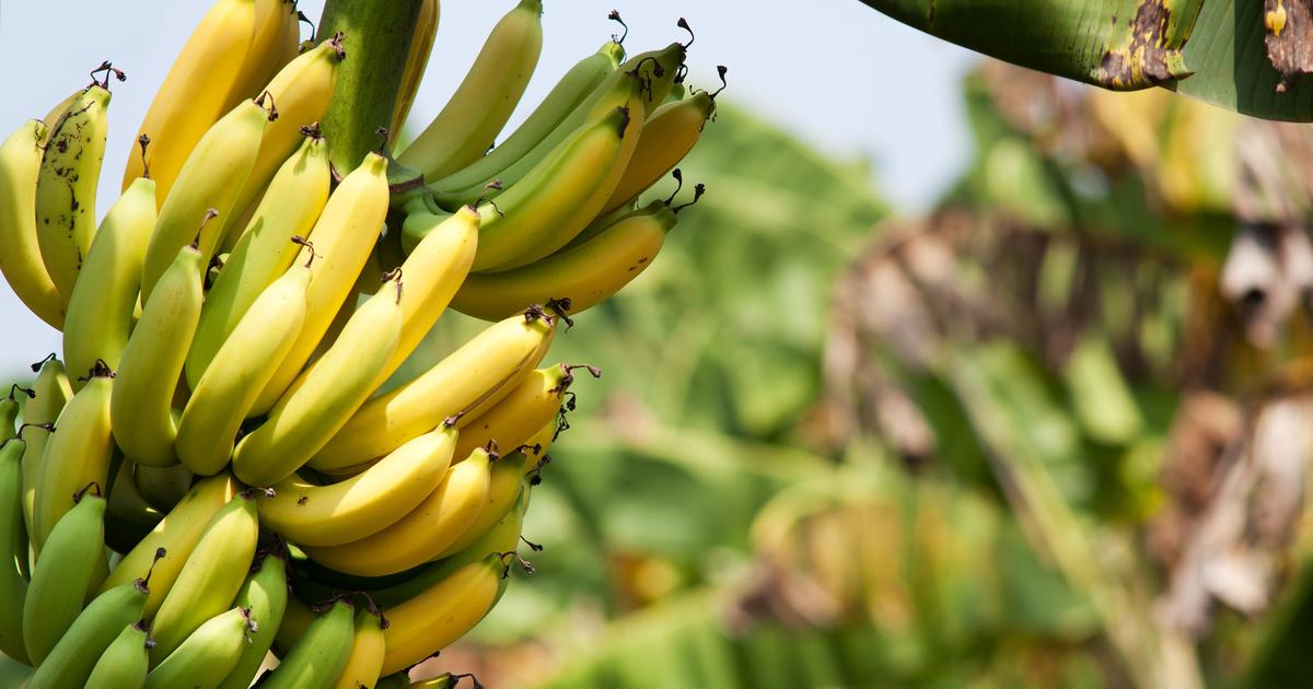 Bananes Antilles françaises 5 pièces pas cher 