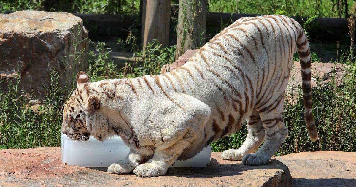 Tigre blanc  ZooParc de Beauval
