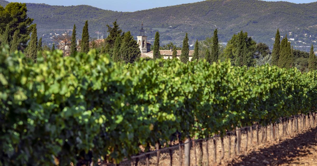 Œnotourisme : dans les alpes-de-haute-provence, à la découverte d'un vignoble confidentiel