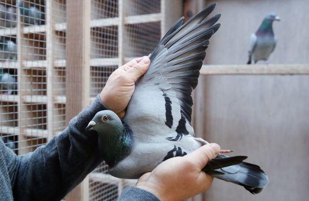 Oise : après le succès de Pigeon Pigeon, son créateur revient avec