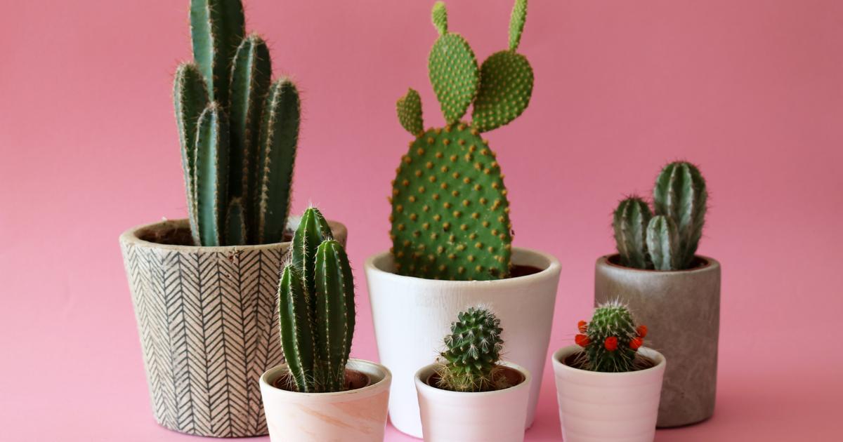 7 cactus et plantes grasses emblématiques - Promesse de Fleurs
