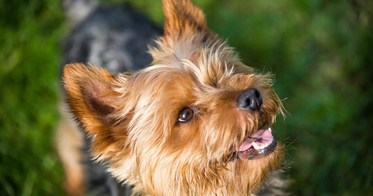 Yorkshire Terrier : origine, taille et caractère