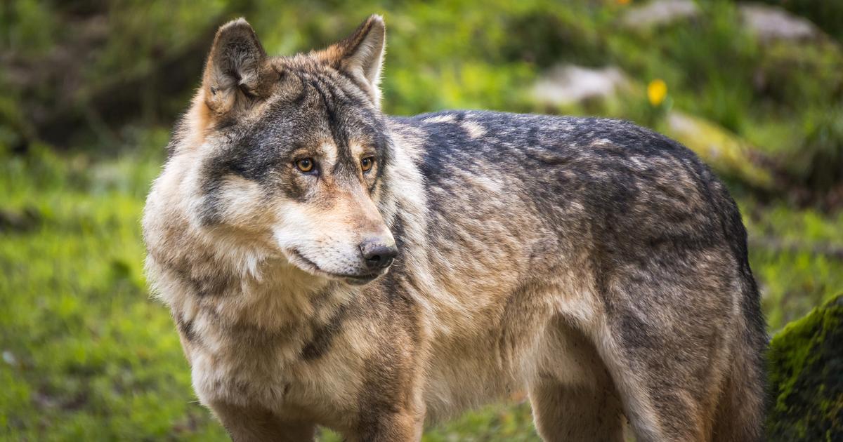 Normandie un loup aperçu dans le Calvados