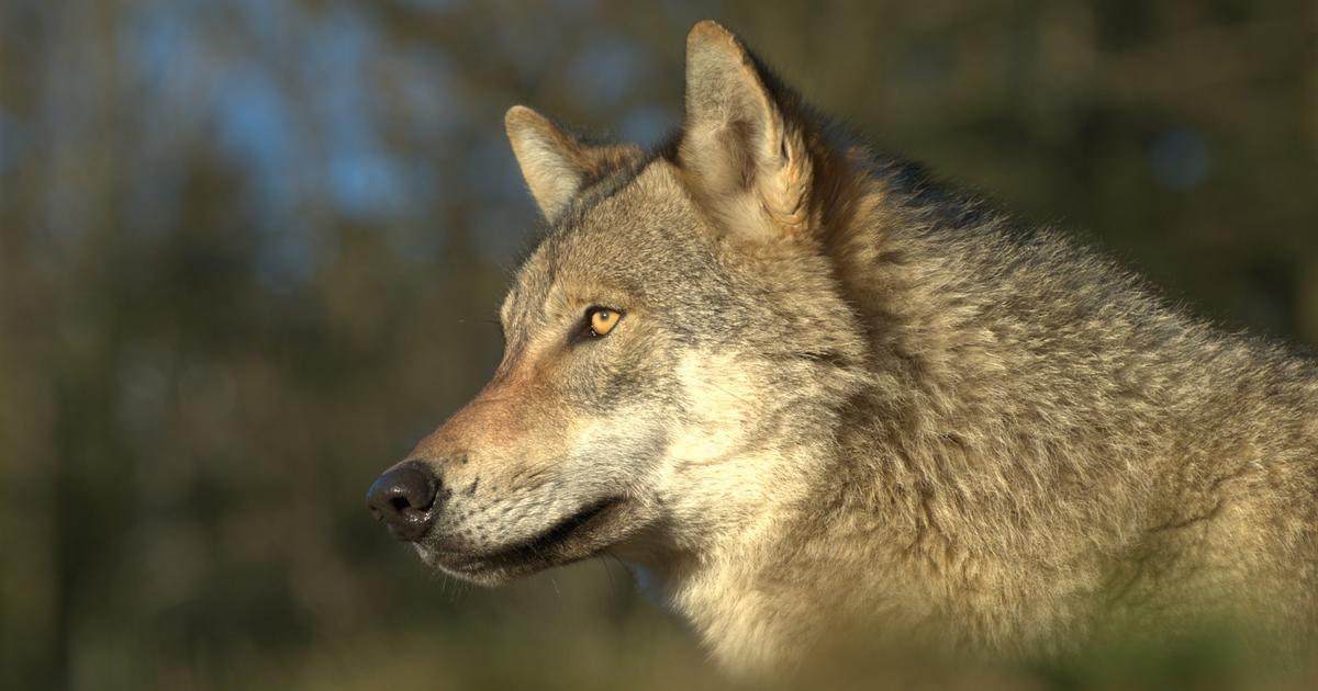 Quel avenir pour les loups de la région?