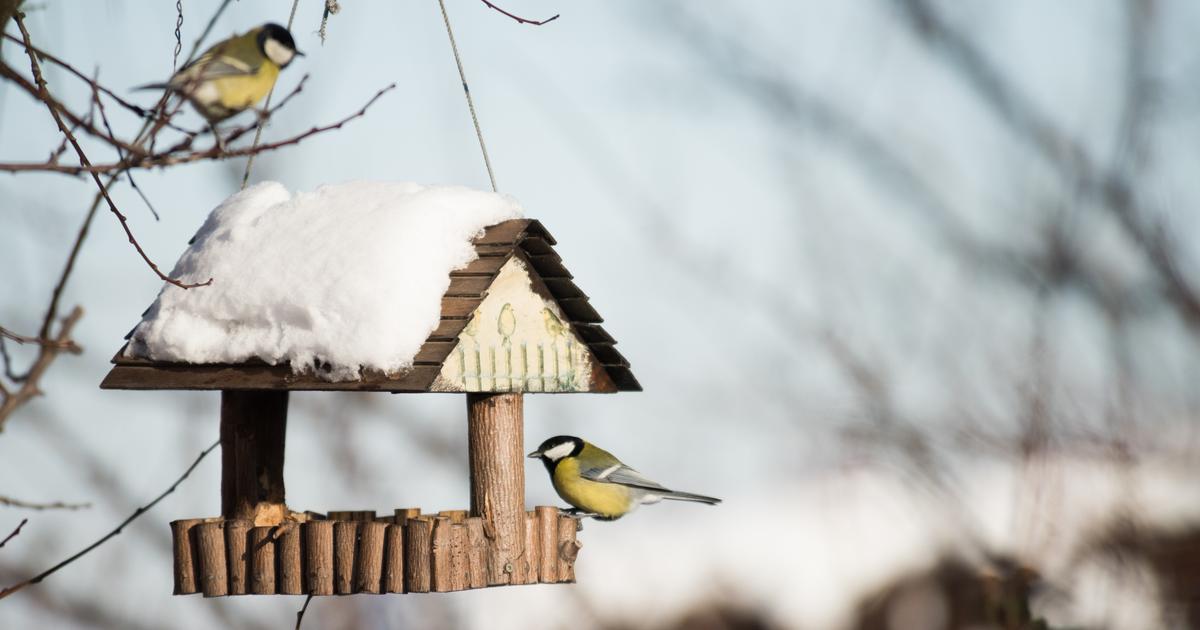 Nourrir les oiseaux en hiver : les règles d'or à respecter !
