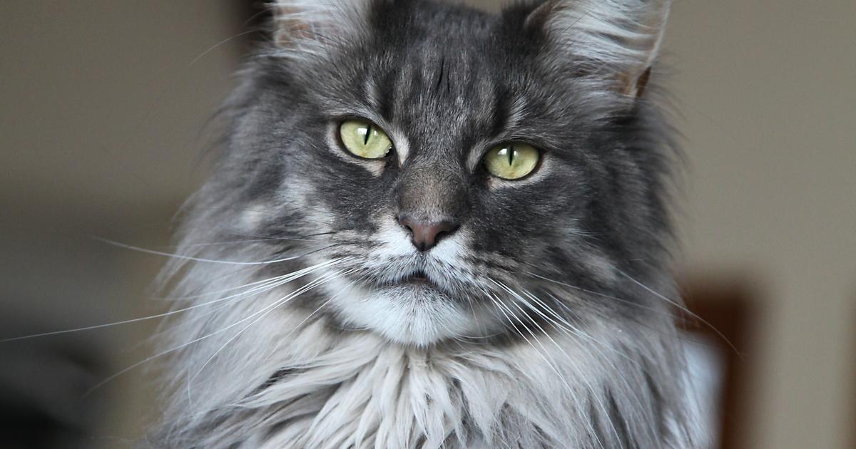 Maine coon : origine, taille et caractère