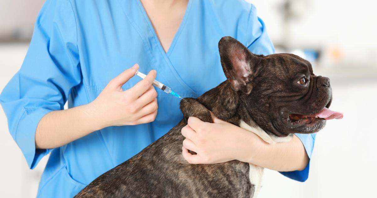 Quels sont les vaccins pour les chiens