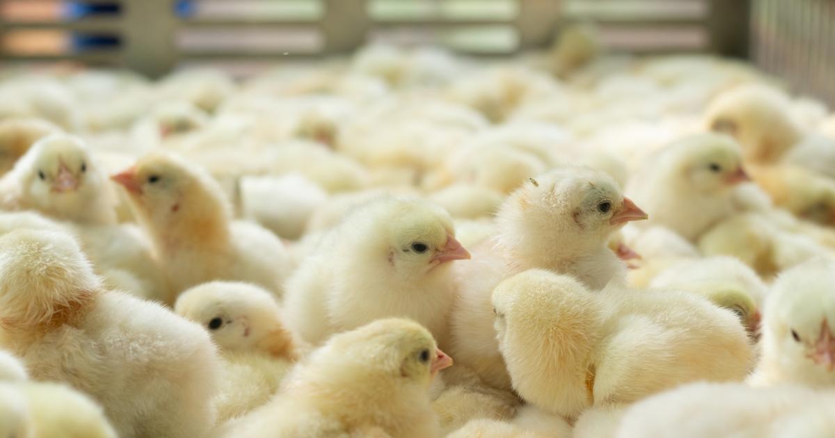 200.000 kuikens werden vernietigd om vogelgriep te voorkomen