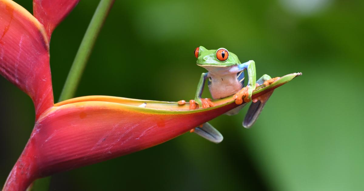 Séjour Costa Rica | 10 jours | 100% nature