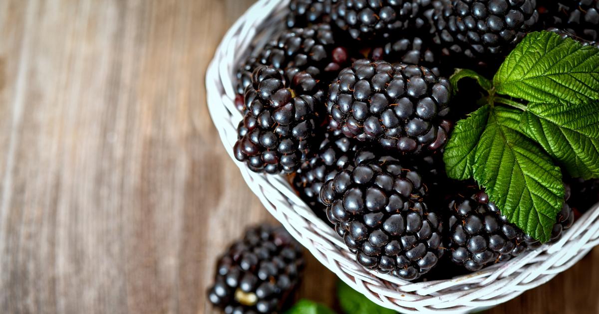 Mûre recettes traditionnelles : sublimez vos plats