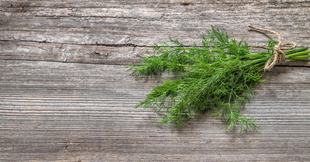 Aneth recettes traditionnelles : sublimez vos plats