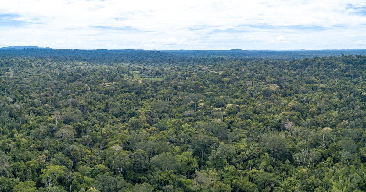 desmatamento recorde na Amazônia para um mês de fevereiro