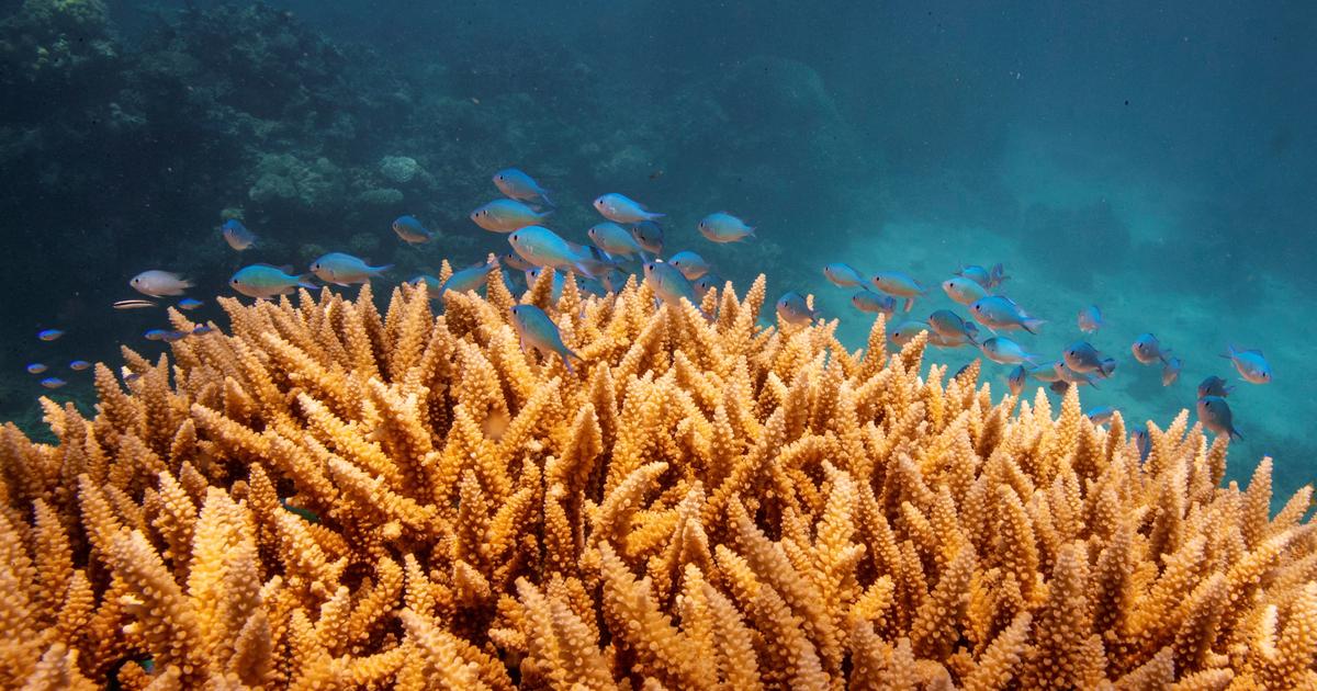 In Australië, Great Barrier Reef slachtoffer van ‘uitgebreid bleken’