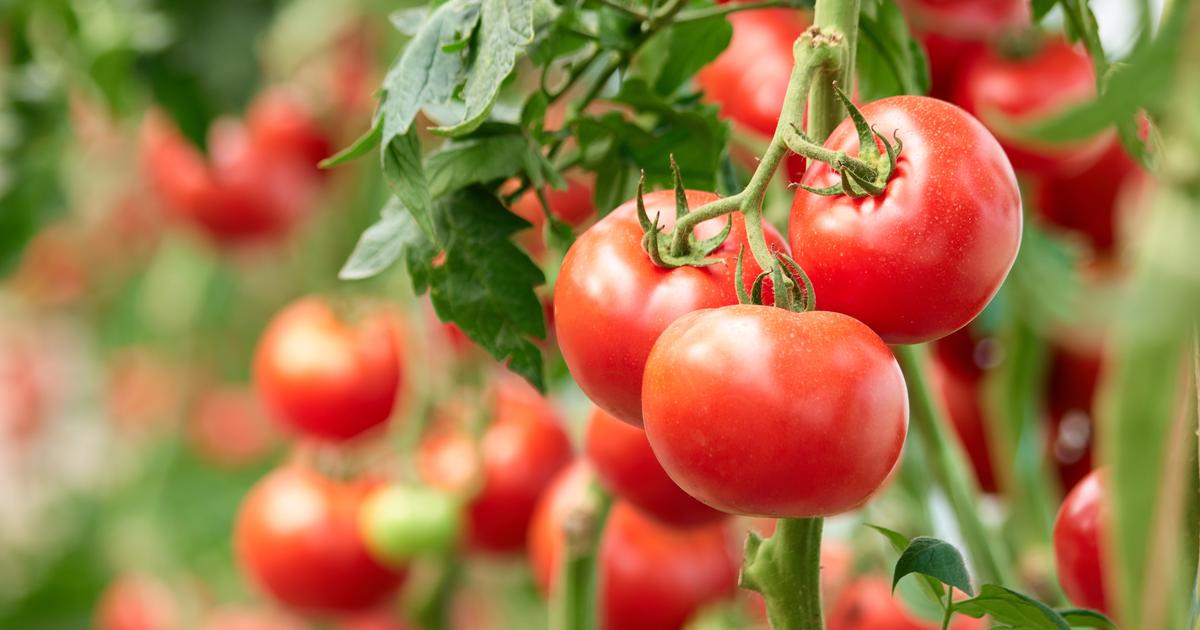 Rising gas prices threaten French tomato production