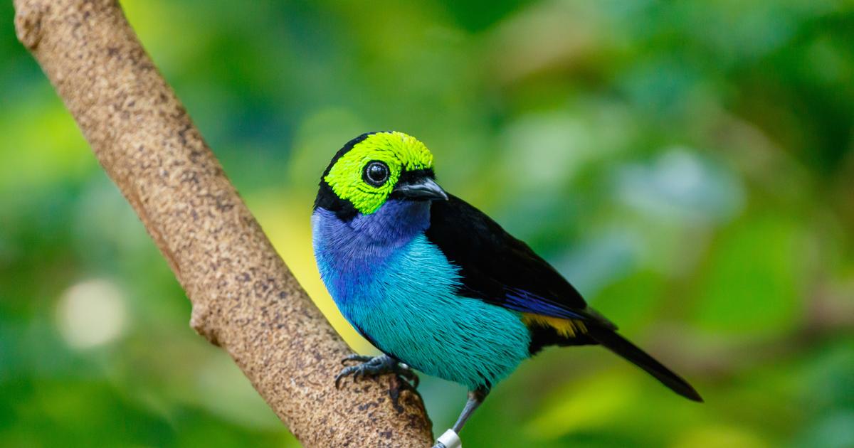 Oiseaux : 10 espèces parmi les plus colorées au monde