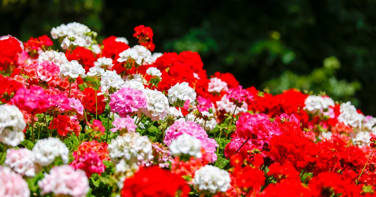 Géranium : comment obtenir une belle floraison cet été ?