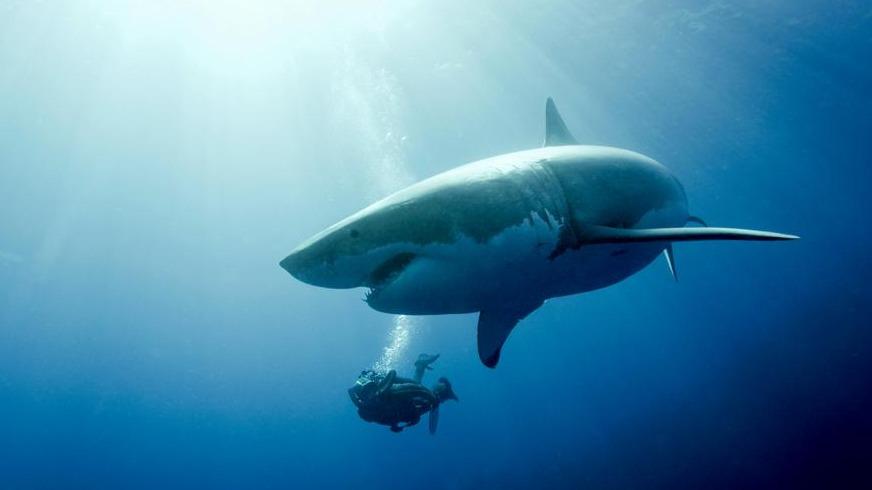 François Sarano, océanographe : «J'ai nagé épaule contre nageoire avec un grand requin blanc, cinq mètres de muscles, une tonne et demie d'élégance»