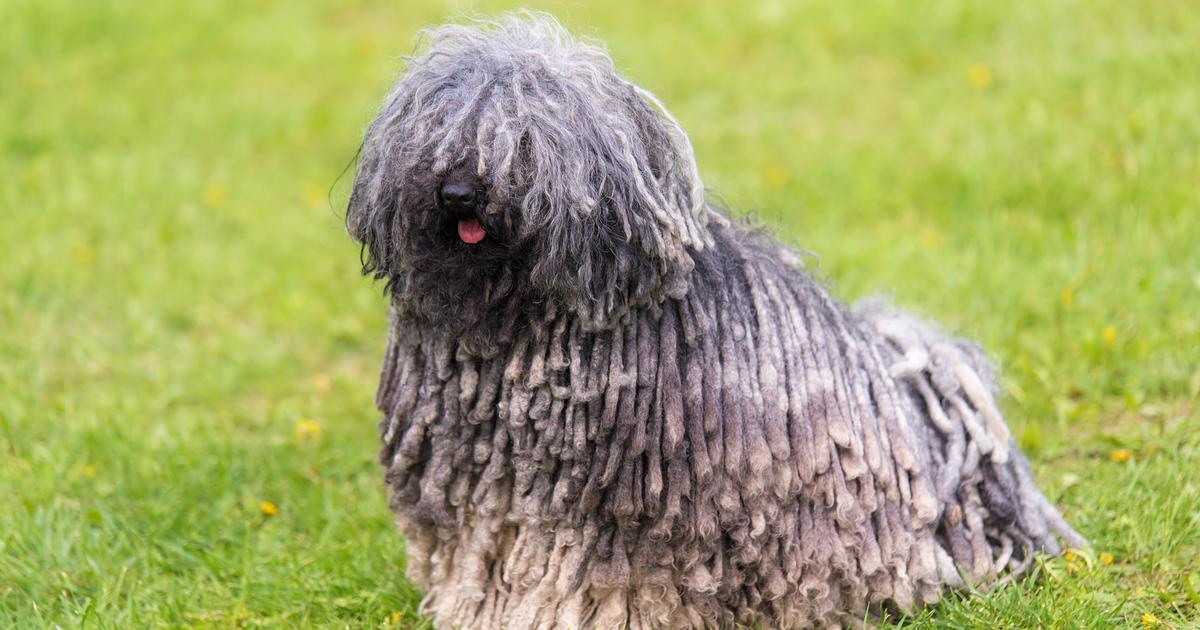 5 Curly-Coated Dog Breeds - The Limited Times