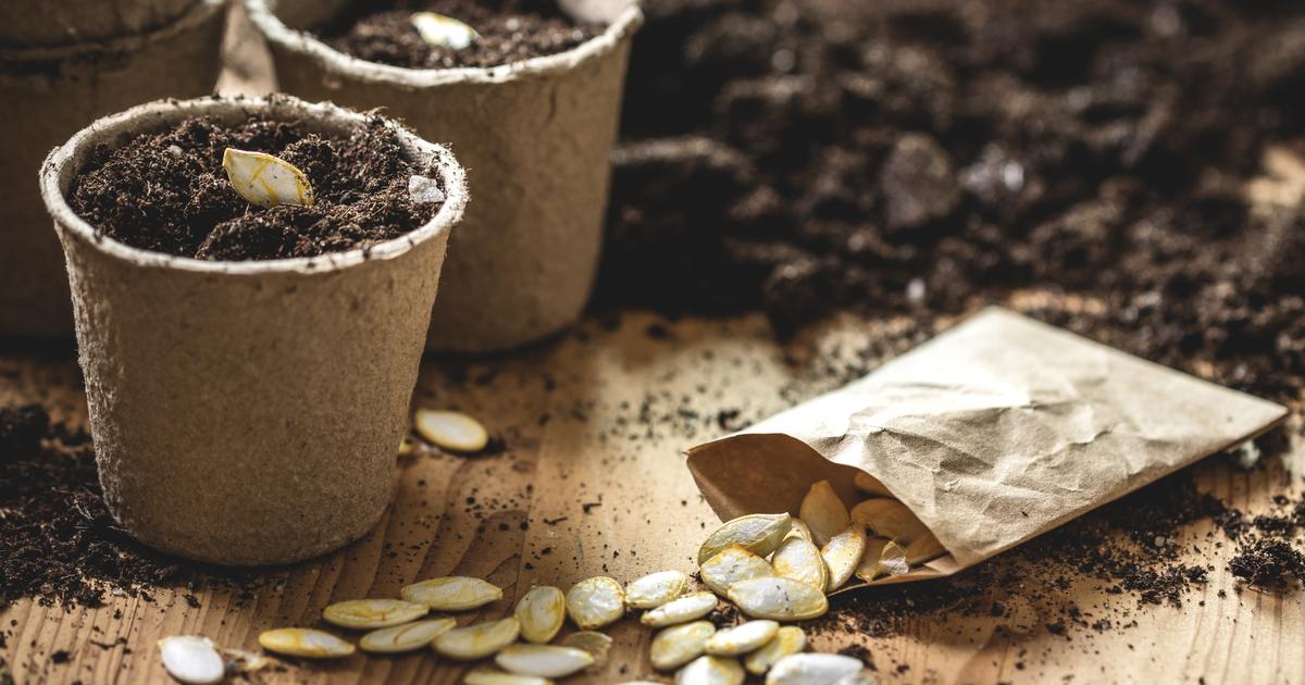 Produire ses graines et semences : que dit la loi ?