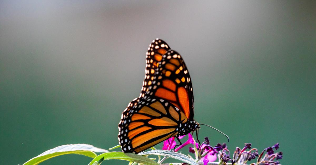 half of all butterflies threatened or near threatened with extinction