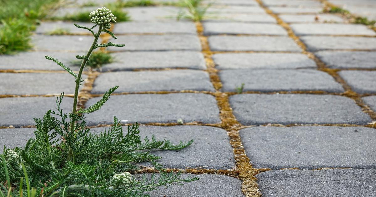 Comment éliminer les mauvaises herbes entre les dalles