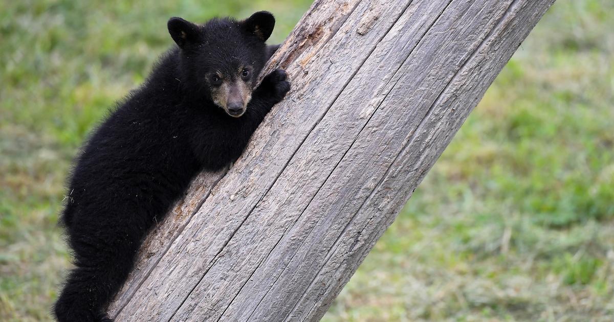 A young bear was found dead in the Pyrenees