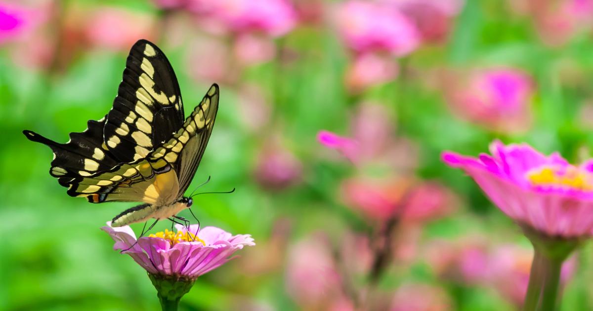 Papillons au jardin : 4 choses à savoir