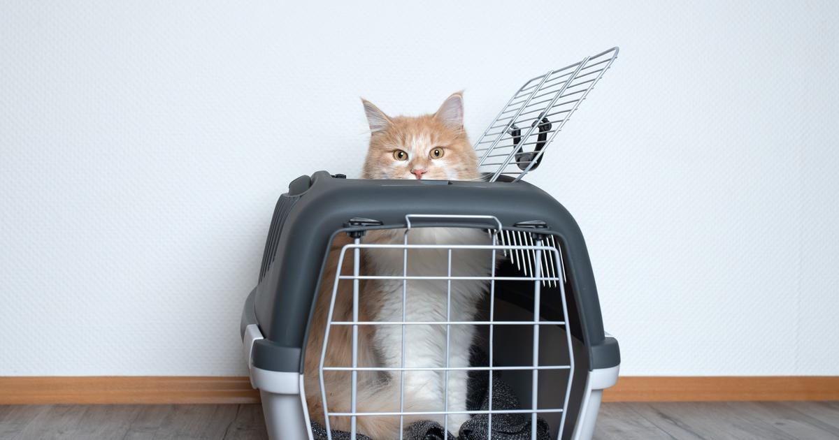 Comment choisir une caisse de transport pour son chat ?