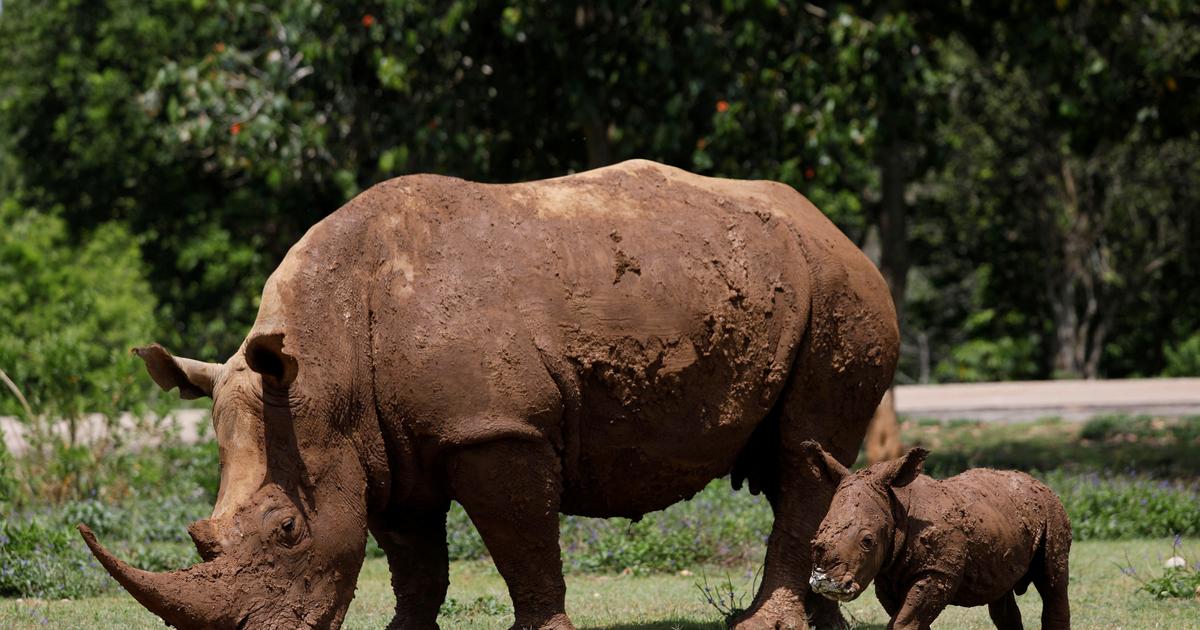 Des rhinocéros réintroduits dans un parc du Mozambique