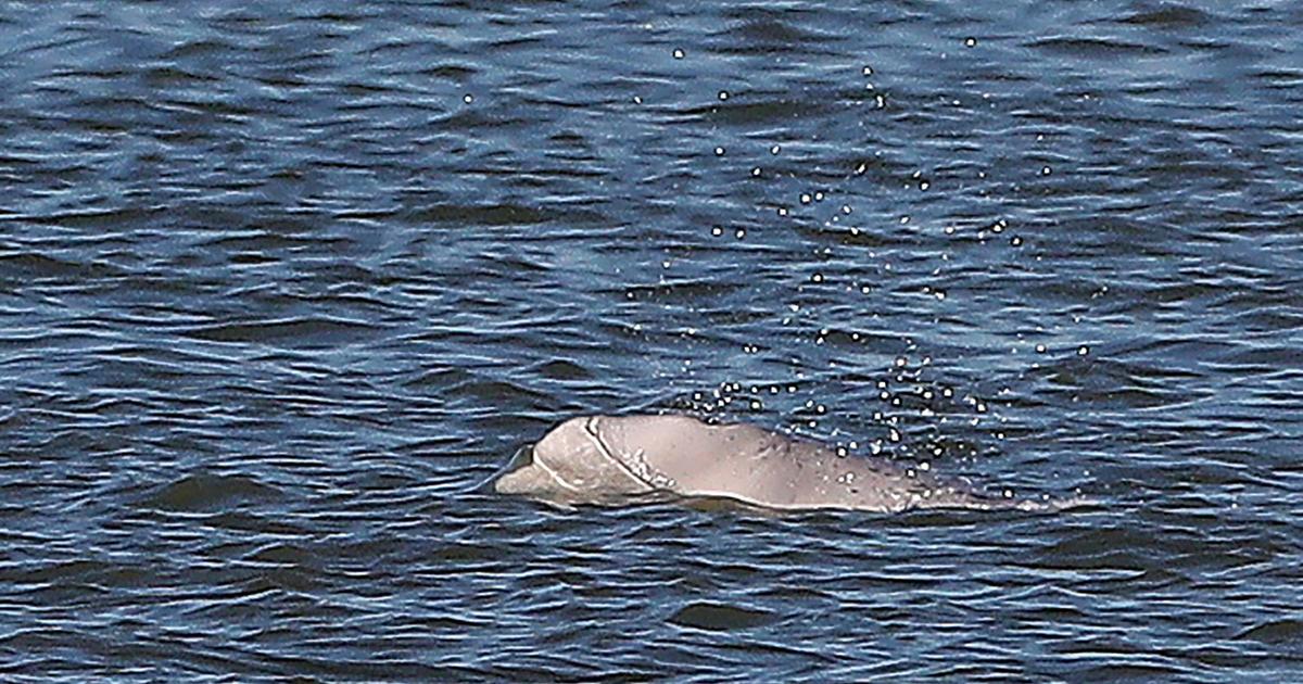 Le condizioni di salute del beluga monitorato nella Senna sono “allarmanti”