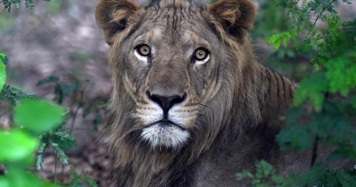 The zoo is auctioning off its lions to make room for the latest arrivals