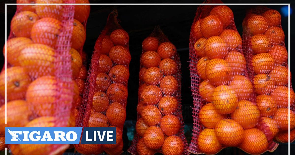 Toneladas de naranjas se pudren en puertos europeos por conflicto UE-Sudáfrica