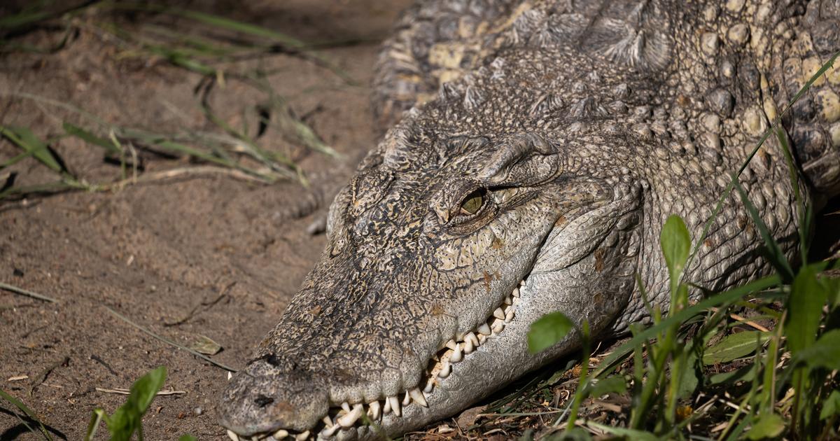 Leather bag in a crocodile cage.  the zoo’s shocking gesture to condemn poaching
