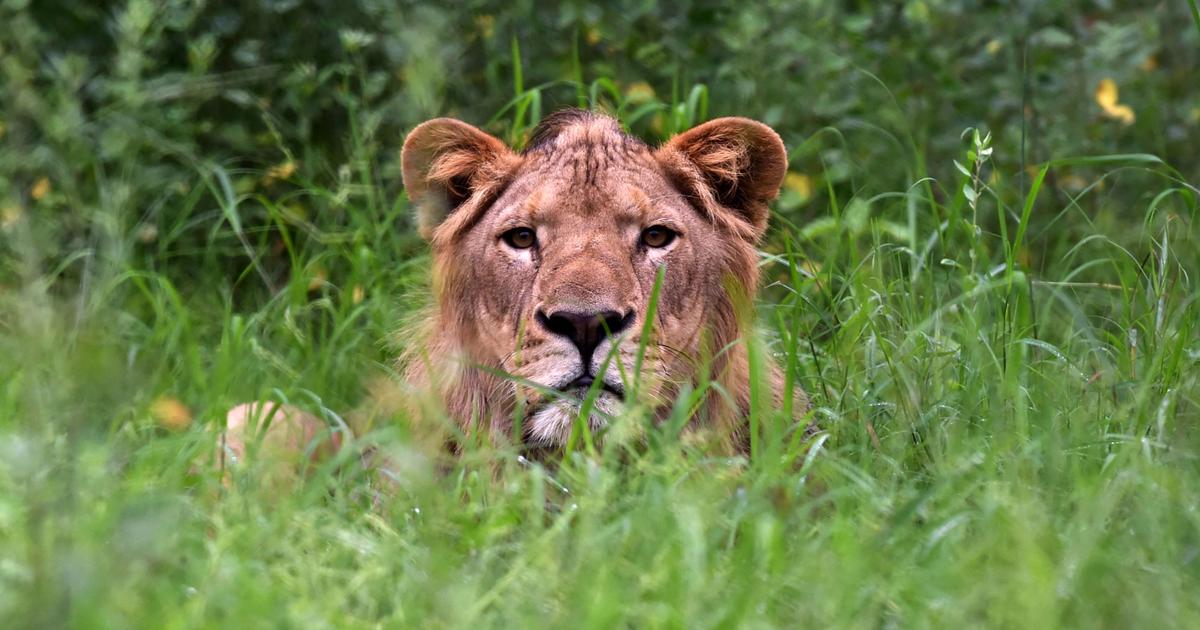 Lions were sold at auction.  Faced with an outcry, the zoo is behind