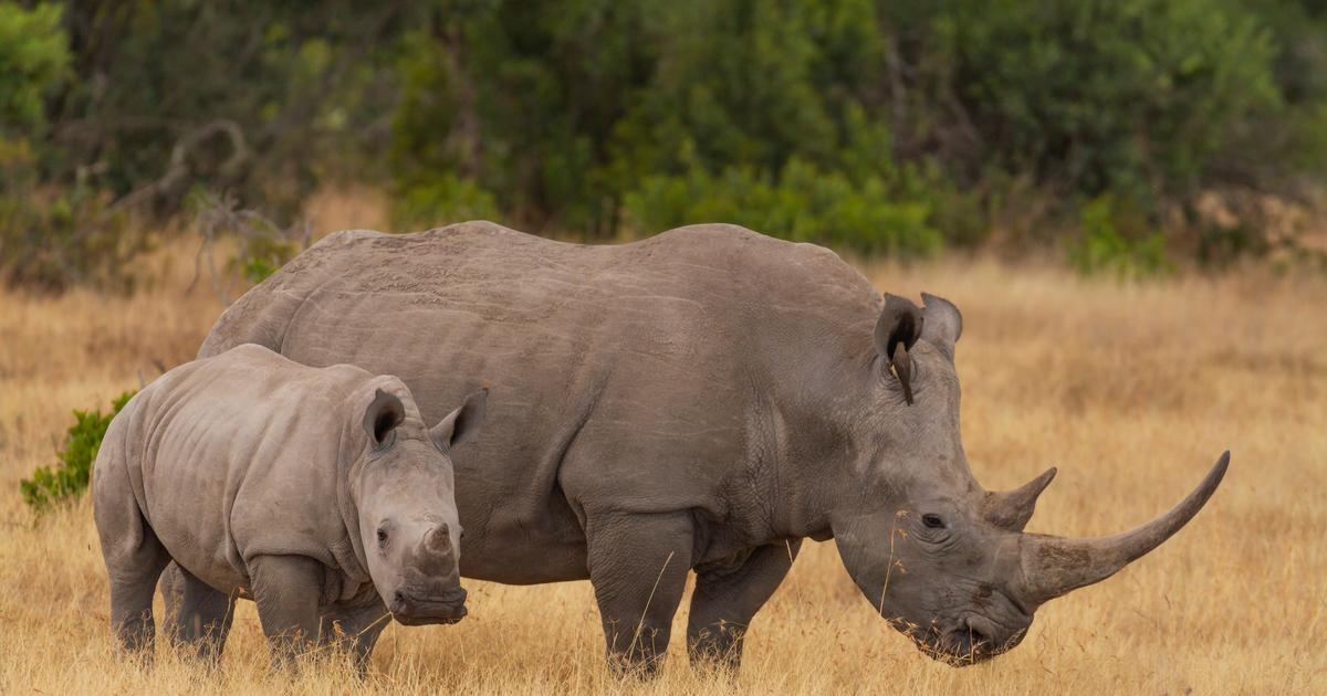 Mixed record for rhino conservation, says IUCN - The Limited Times