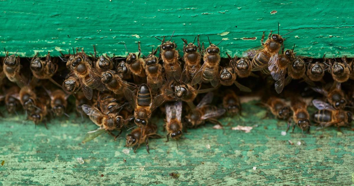 Uomo in coma dopo essere stato punto 20.000 volte da api assassine