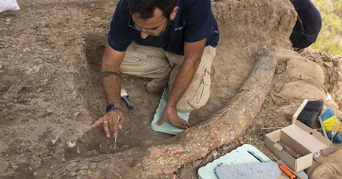 Prehistoric elephant tusk discovered in Israel