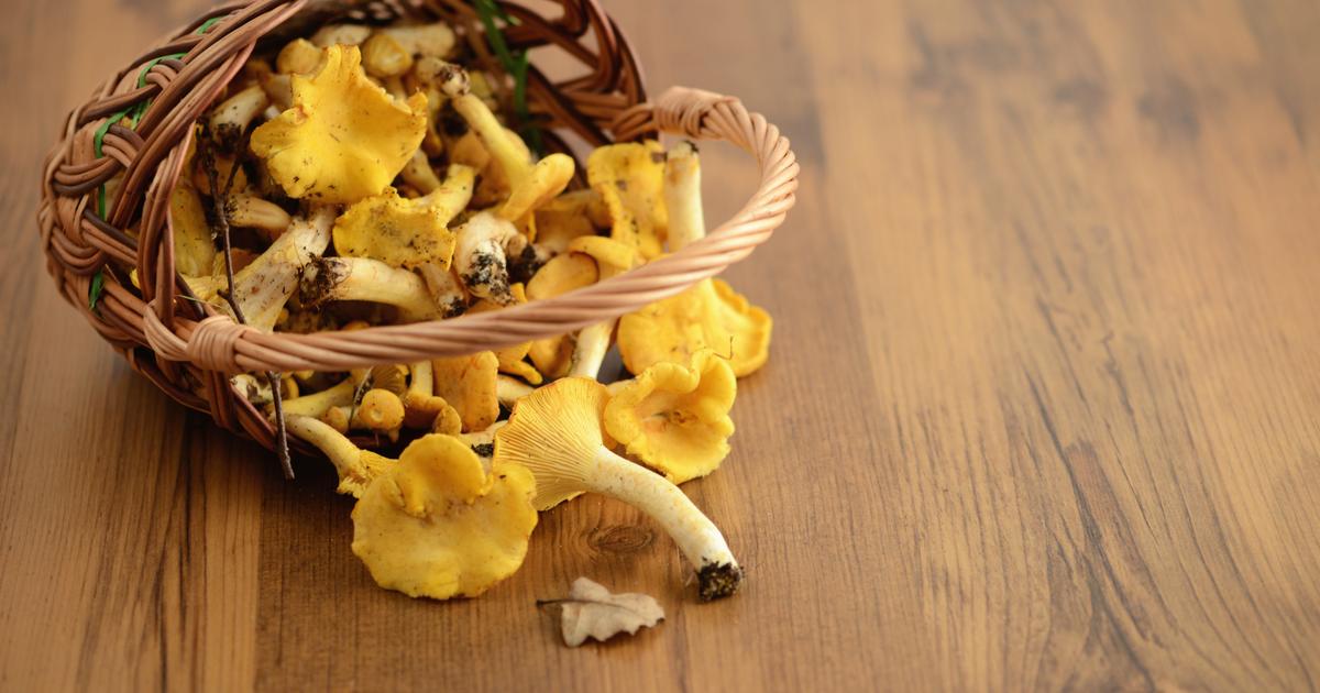 How to clean chanterelles? The Limited Times