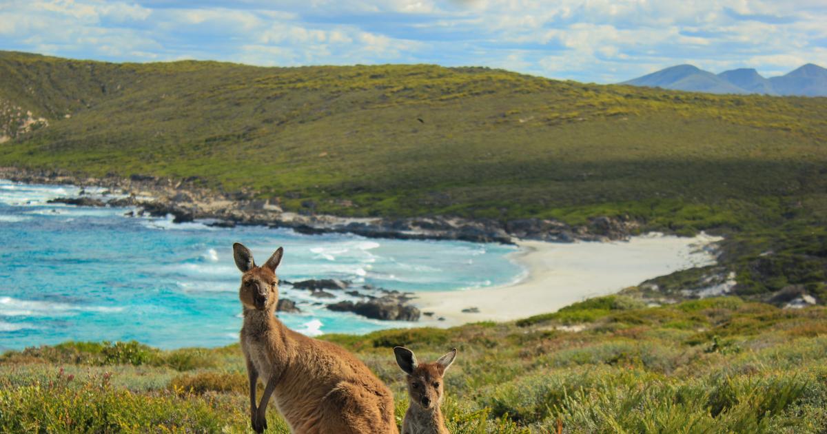 Un kangourou «de compagnie» soupçonné d'avoir tué un australien