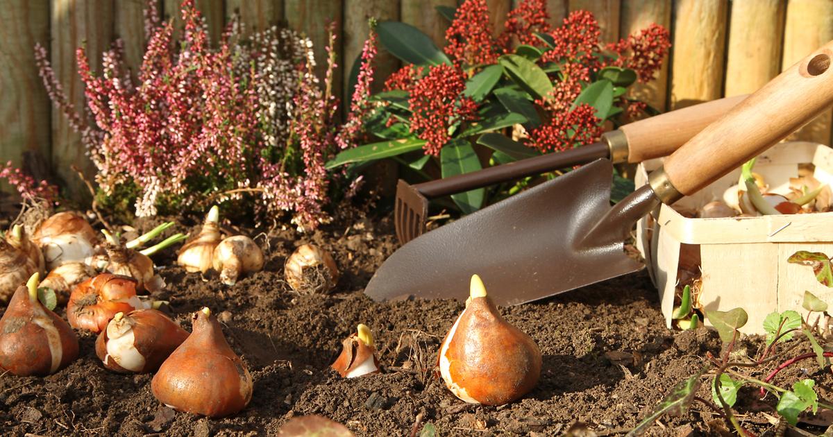 Quels bulbes planter à l'automne — free download