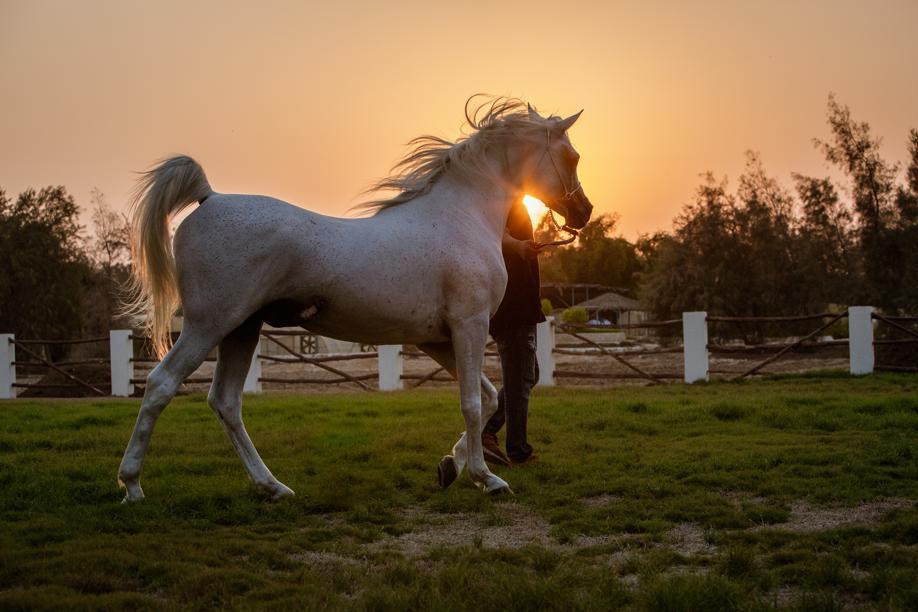 Au Qatar, le pays du cheval roi